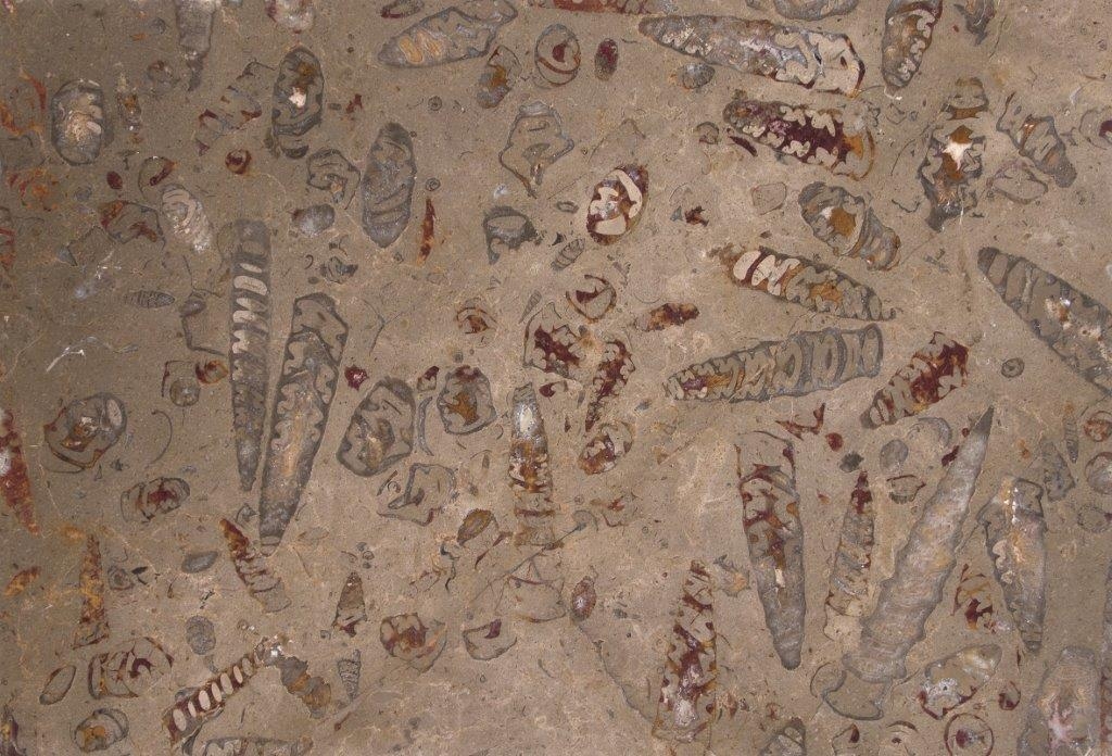 Autentici fossili incastonati nella pietra